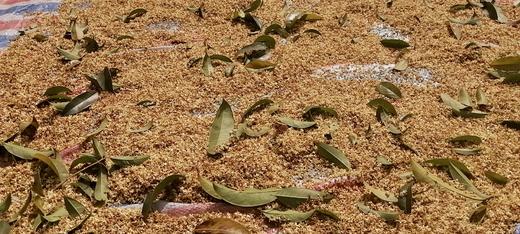 【野生桂花 】桐庐山涧  野生桂花  自然晾干// 做桂花糕、蒸馒头、做甜品，装点你的生活~ 商品图4