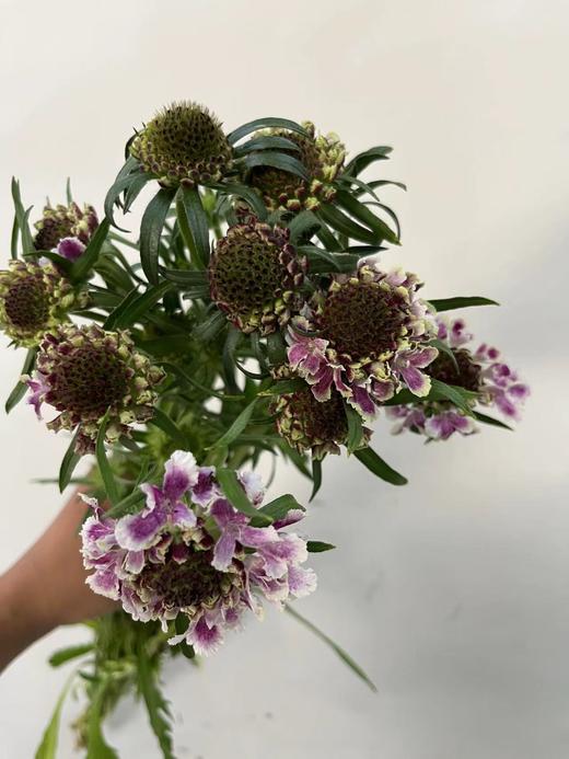 【草莓琥珀】 松虫草  多色可选 商品图4