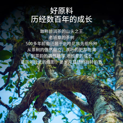 华祥苑普洱茶老班章生茶茶饼 礼盒装 G500华茶国缤茶357g 商品图8