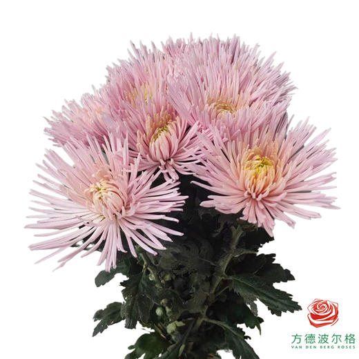 市场小菊-烟花菊粉色 商品图0