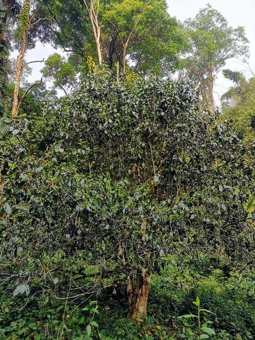 【鼎华】左手执剑 右手拈花 古树春茶 兼具厚重滋味与旖旎花香 2015古树春茶 商品图1