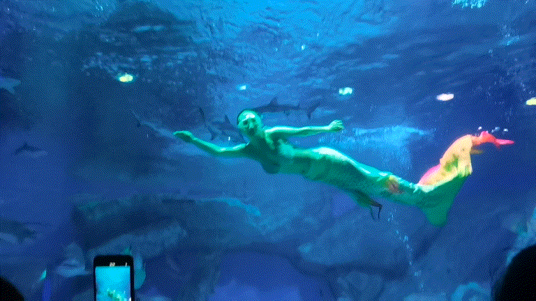 元旦特惠🔥【成都极地海洋公园】99元起，畅玩海洋公园！和白鲸、海豚、企鹅等一起过假期，邂逅9W+极地海洋动物、畅玩海底世界！