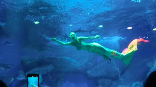 元旦特惠🔥【成都极地海洋公园】99元起，畅玩海洋公园！和白鲸、海豚、企鹅等一起过假期，邂逅9W+极地海洋动物、畅玩海底世界！ 商品图0