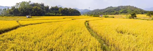 增城丝苗米5公斤 广东省包邮 商品图5