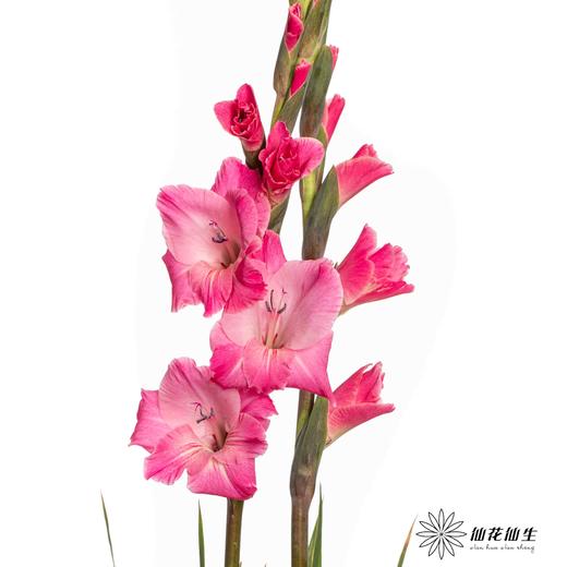 剑兰 | 皇家玫瑰 商品图2