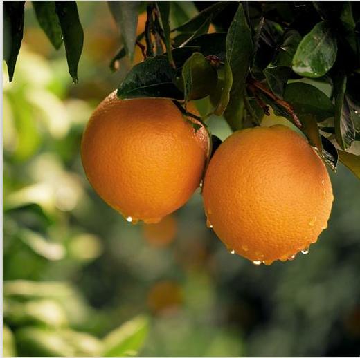 赣南有机脐橙6斤（70-79mm） (有机水果、中国有机认证、国家地理标产品,富硒产品）11月18号发货 商品图3