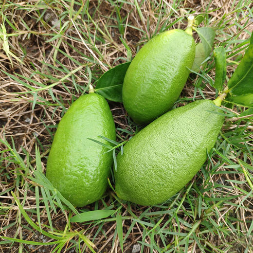 子弹头香水柠檬      素有“子弹头”柠檬之称   香味浓郁 商品图3