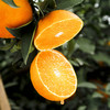 【爱媛果冻橙5斤】| 果肉嫩如果冻，鲜嫩爆汁，可以吸的天然鲜橙，肉厚无渣，能徒手榨汁的果冻橙 商品缩略图5