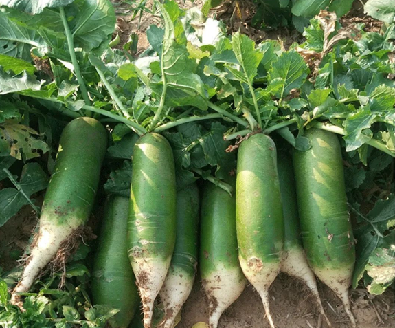 山东潍坊水果萝卜 青萝卜 新鲜蔬菜水果 甜辣可口 爽口多汁