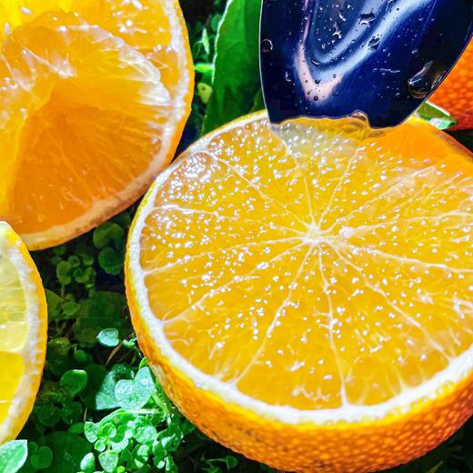 【爱媛果冻橙5斤】| 果肉嫩如果冻，鲜嫩爆汁，可以吸的天然鲜橙，肉厚无渣，能徒手榨汁的果冻橙 商品图0