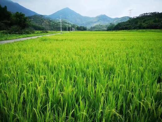 增城丝苗米5公斤 广东省包邮 商品图6