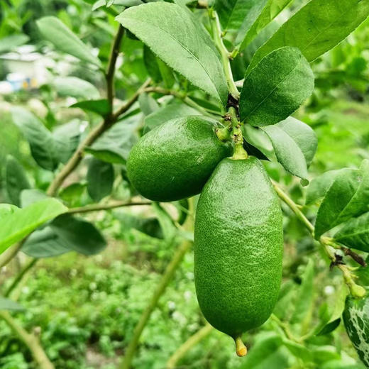 子弹头香水柠檬      素有“子弹头”柠檬之称   香味浓郁 商品图1