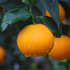 【爱媛果冻橙5斤】| 果肉嫩如果冻，鲜嫩爆汁，可以吸的天然鲜橙，肉厚无渣，能徒手榨汁的果冻橙 商品缩略图6