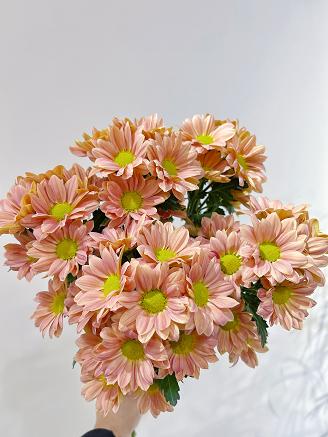 【周四秒杀】三文鱼色雏菊5支39.8元 商品图0