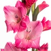 剑兰 | 皇家玫瑰 商品缩略图0