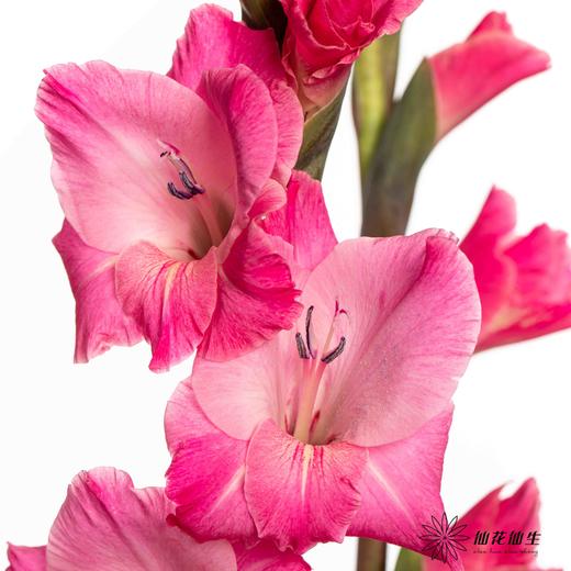 剑兰 | 皇家玫瑰 商品图0