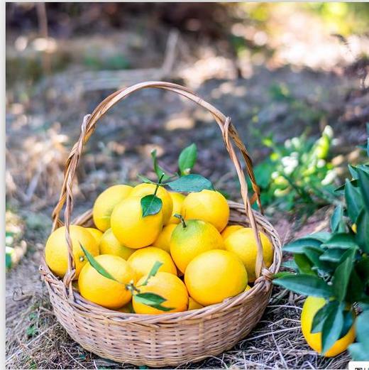 赣南有机脐橙6斤（70-79mm） (有机水果、中国有机认证、国家地理标产品,富硒产品）11月18号发货 商品图4