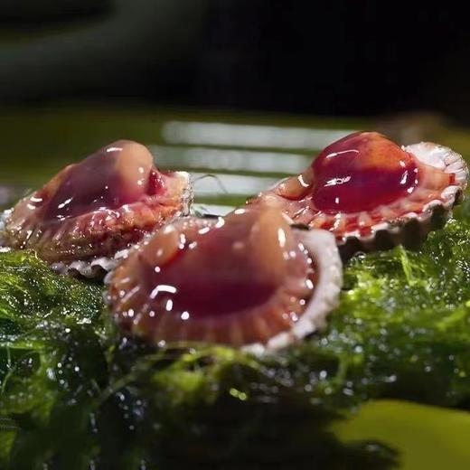 三门血蚶2斤装 商品图1