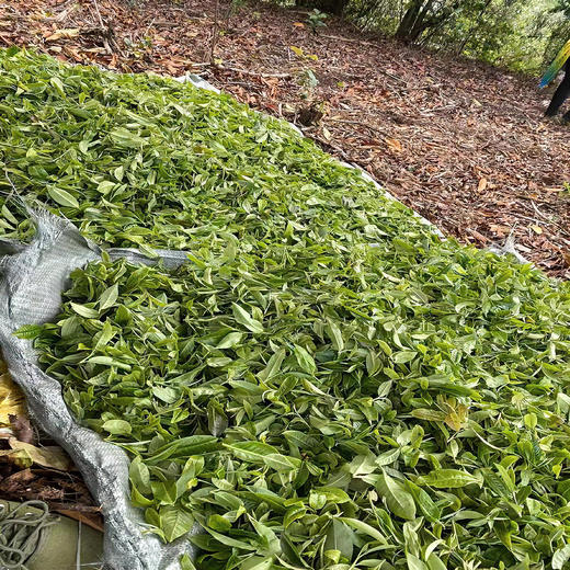 普洱茶品鉴茶样池（33g/茶样）【限购一份】 商品图4