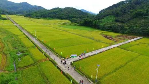 增城丝苗米5公斤 广东省包邮 商品图8