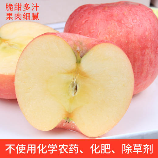 山东烟台栖霞沣林生态园有机苹果 商品图2