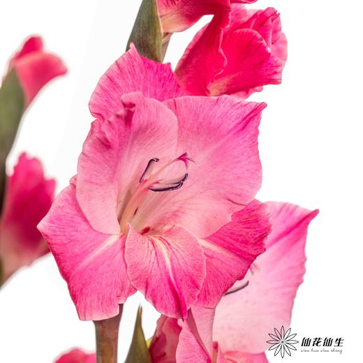 剑兰 | 皇家玫瑰 商品图1