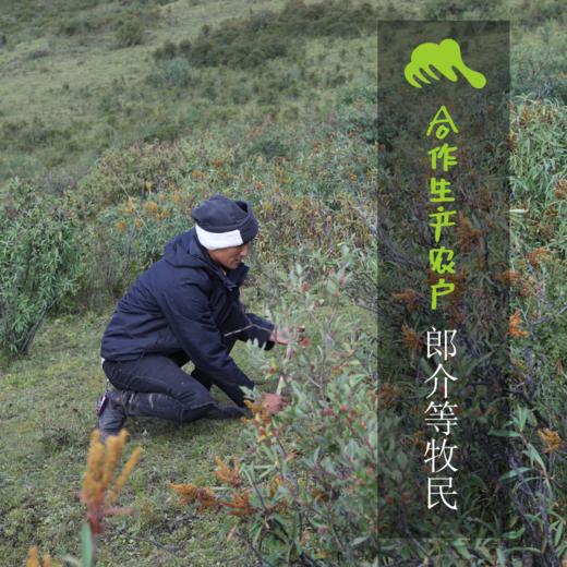 野生川贝母（松贝） | 合作生产*Wild Fritillaria thunbergii| Partner Production 商品图1