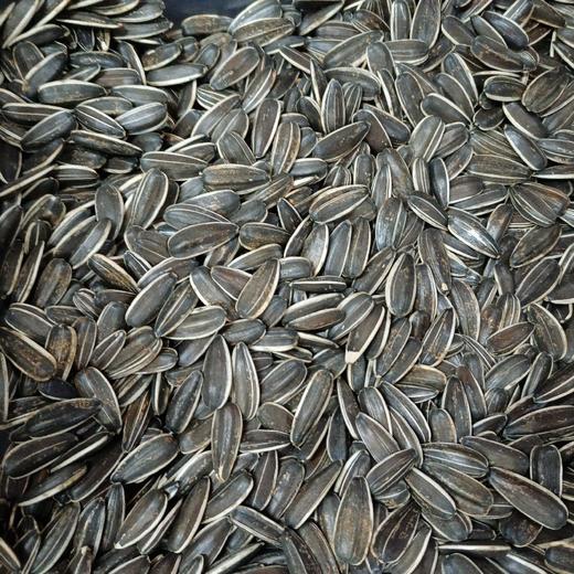 生瓜子 商品图0