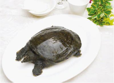 【鲜活】黄金甲鱼 单只2-2.1斤上下  需要杀鱼备注　不备注不杀　1条1斤以上需补差价 商品图2