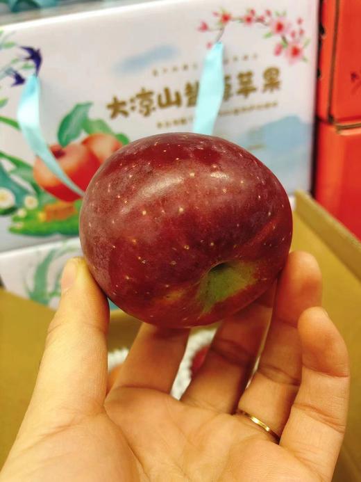 大凉山盐源苹果一箱（拼团） 商品图1