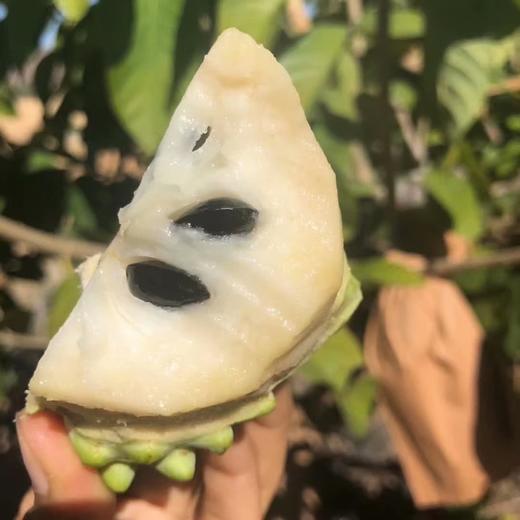 释迦果，甜香软糯，甘甜多汁，水果界的哈根达斯，奶油冰激凌口感 商品图0