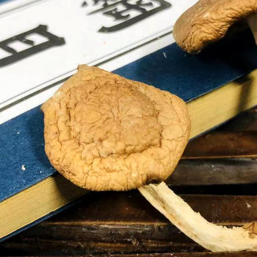 【助力帮扶】干货食材 马桑菌 150g【年直邮到家】 商品图1