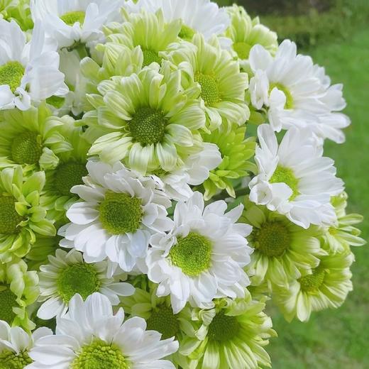 【三行情书】白色三文鱼小雏菊5支 +绿精灵小雏菊或抹茶小菊5支 商品图0
