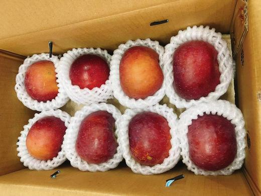 大凉山盐源苹果一箱（拼团） 商品图4