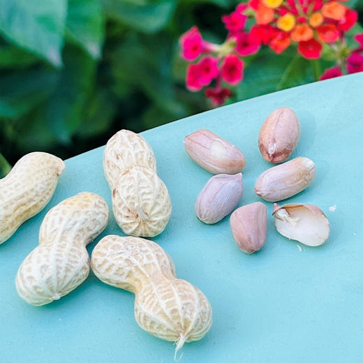 陈皮花生  |  听说这个花生很火，确实好吃~ 商品图1