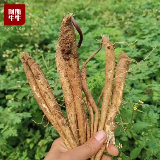 【品质精选】阿斯牛牛凉山新鲜甜当归3斤/5斤装 商品图1