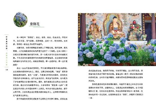 街巷里的四季：成都草木寻踪（自然感悟丛书） 商品图1