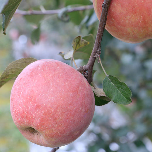 【山西·临猗冰糖心苹果】18度脆甜 自带冰糖心 果肉细腻 入口香醇 甜蜜多汁 商品图3