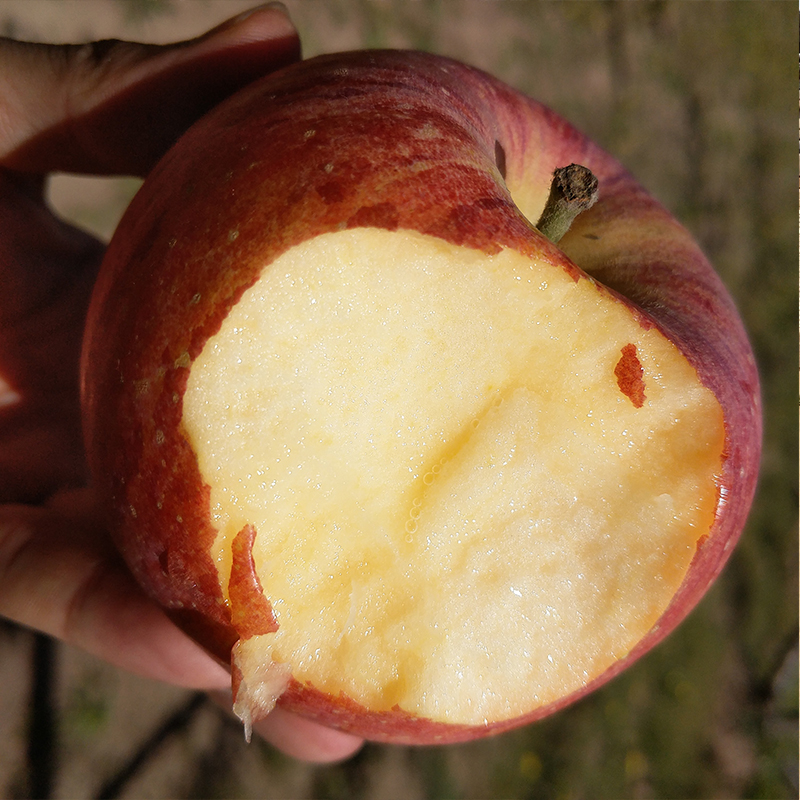 【山西·临猗冰糖心苹果】18度脆甜 自带冰糖心 果肉细腻 入口香醇 甜蜜多汁