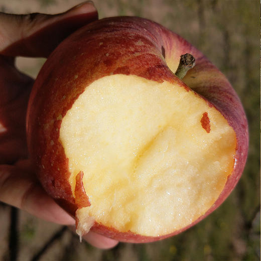 【山西·临猗冰糖心苹果】18度脆甜 自带冰糖心 果肉细腻 入口香醇 甜蜜多汁 商品图0