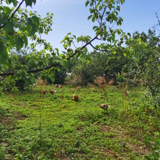 生态蛋黄饼干 | 真材实料 一罐饼干 三颗蛋黄 | 合作生产 | 基地直发包邮 * Ecological Egg Yolk Biscuits 商品图10