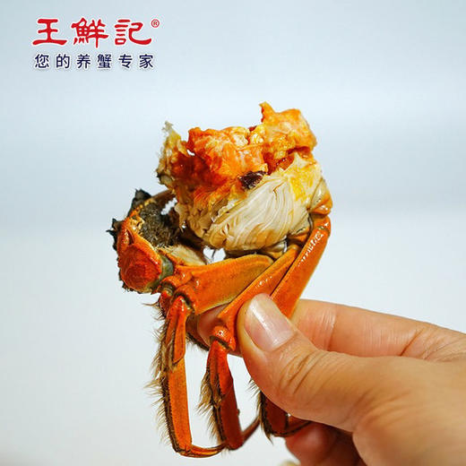 【下单后48-72小时发货】高邮湖 大闸蟹 公母对蟹礼盒装 10只5对装/8只4对装多种规格 可任意选择。吃蟹的季节到啦，大闸蟹吃起来！ 商品图6
