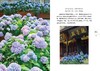 街巷里的四季：成都草木寻踪（自然感悟丛书） 商品缩略图2