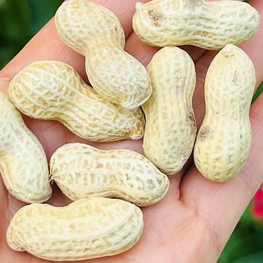 陈皮花生  |  听说这个花生很火，确实好吃~ 商品图3