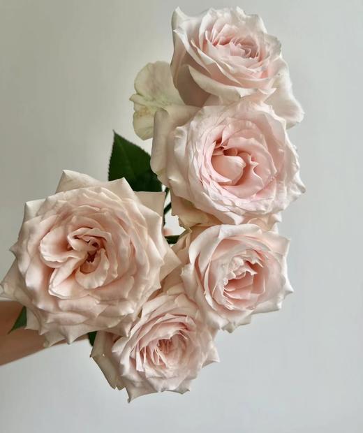 【秒杀福利】南粤推荐-双鱼座/玉香槟  20枝/扎 商品图5