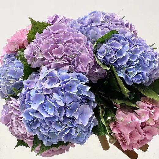 团购花材 | 绣球姹紫嫣红 商品图0