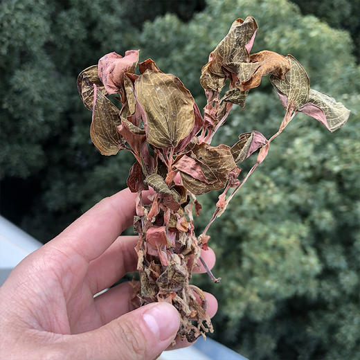 金线莲   特级 商品图2