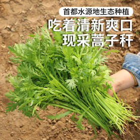 每日现摘  农家种植蒿子秆  清新爽口   鲜嫩水润  适合涮火锅  300g