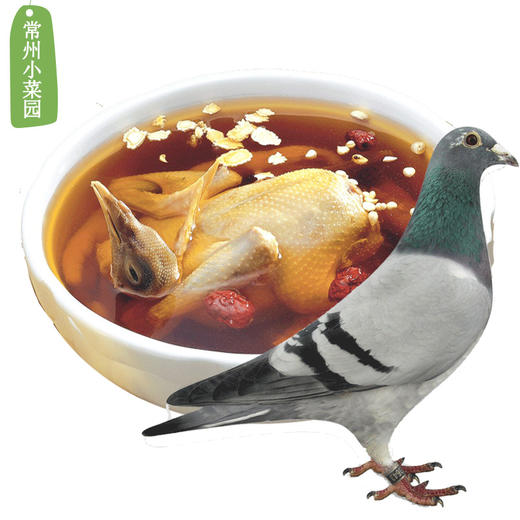 新桥高鹏 青年鸽1只 商品图0