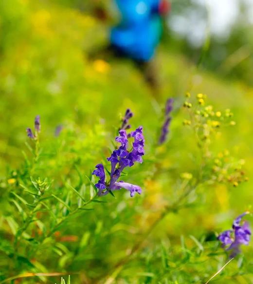野生黄芩茶 25g 商品图3